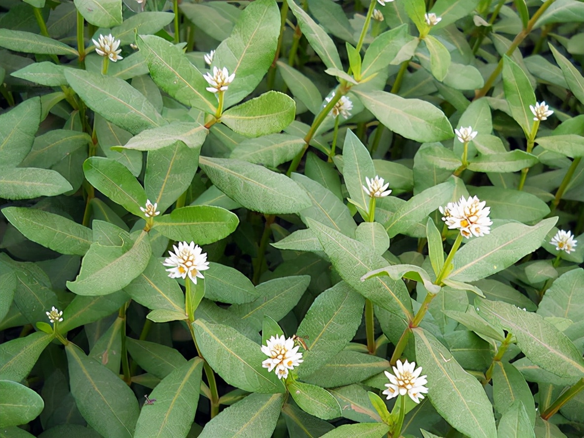 房顶长出杂草怎样消灭,墙里长出的草怎么清除