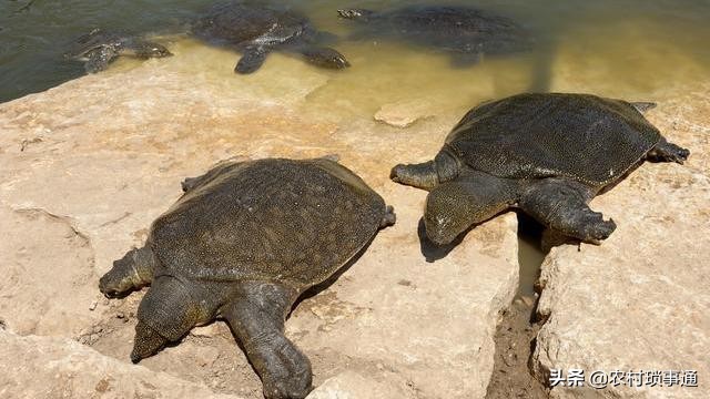 水产养殖业为什么行情这么低迷,水产养殖低迷的例子
