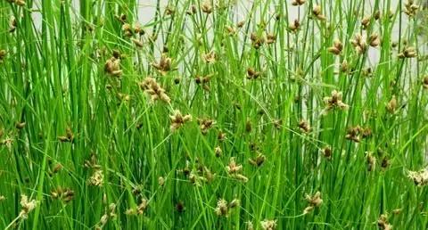 田里长草细看不是草,田间杂草的识别图片