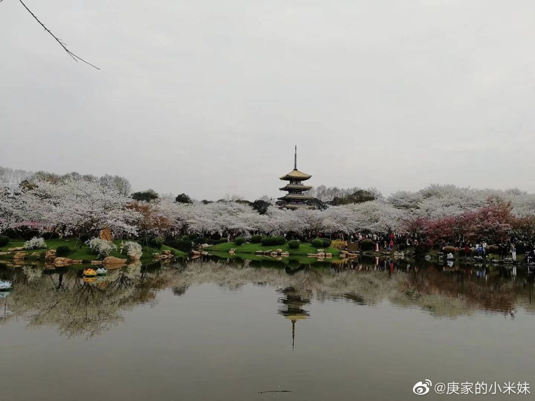 “我还没见过有那个城市的春天，能比武汉还美！”
