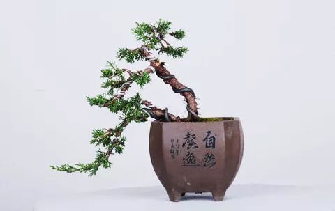 黑松盆景怎么养护和管理 (夏天如何给黑松叶片补水)