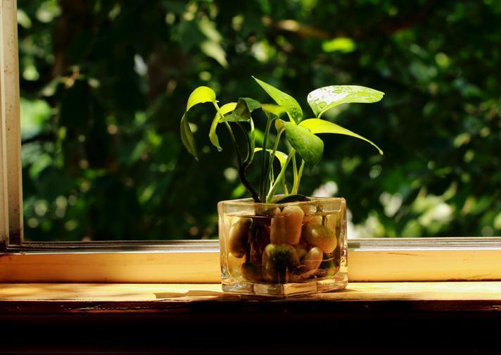 绿萝怎样养才不烂根和黄叶,绿萝如何浇水可以防止烂根黄叶