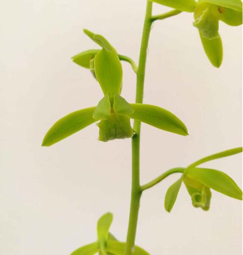 烂了根的兰花怎样重新开始生根,兰花干枯的芽要剪掉吗