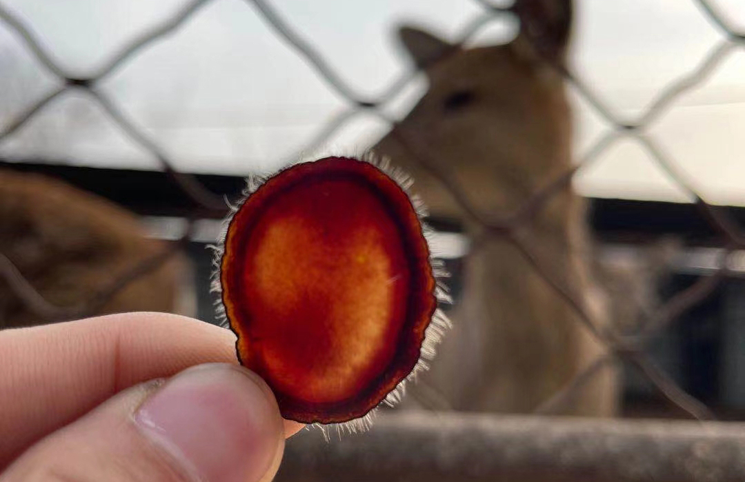 怎么看鹿茸蜡片真假,鹿茸蜡片的真假辨别