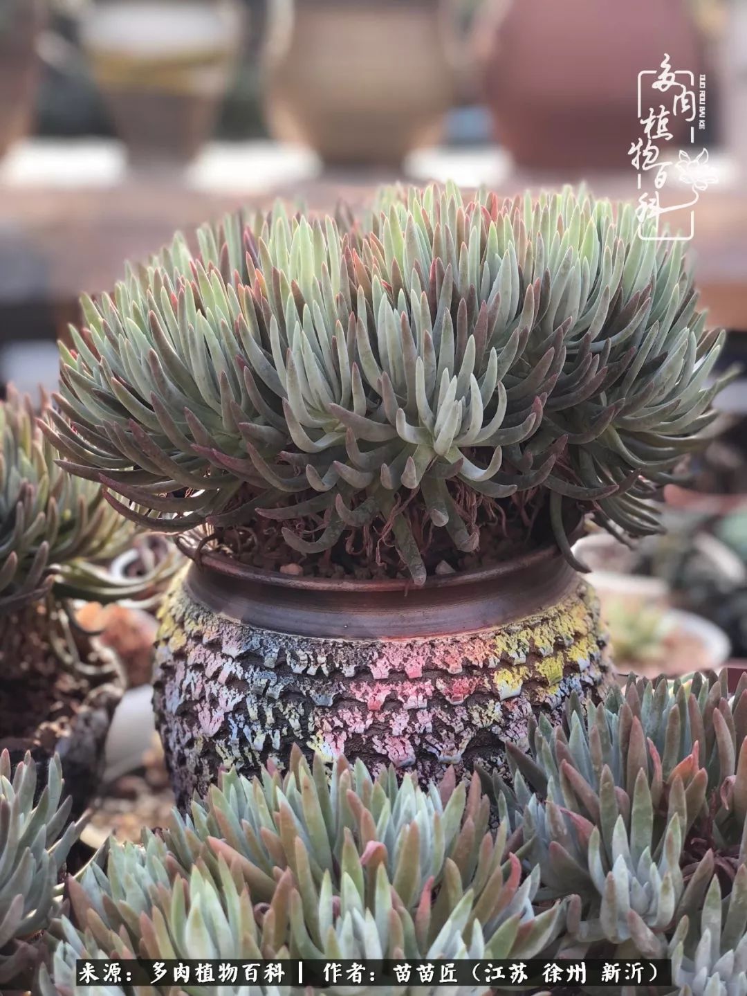 多肉之江湖：众肉友们，修仙渡劫几何了？