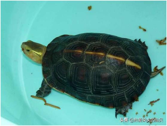 新手养龟一般多久换水,养龟要多久换水一次最好