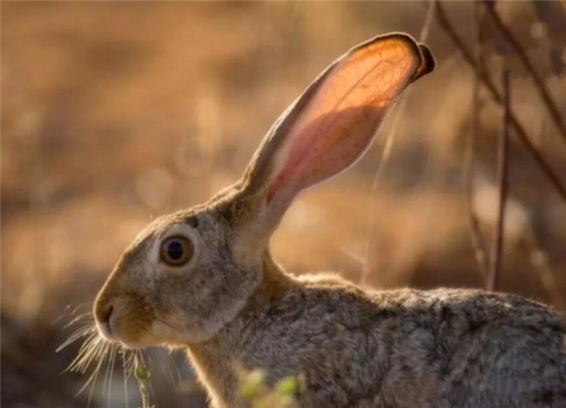野兔挖洞能挖多深多远,纯野外的野兔打洞吗