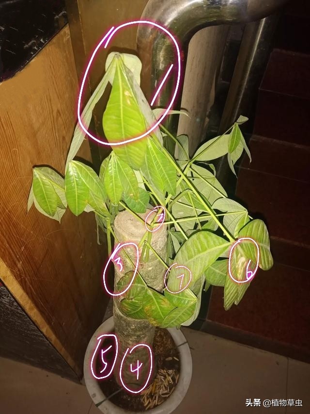 发财树冒芽但就长不起来怎么办,发财树锯到什么位置最容易冒芽