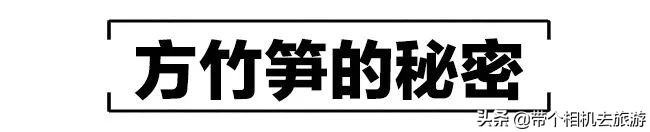 贵州省桐梓县马鬃乡竹笋,桐梓新鲜方竹笋基地