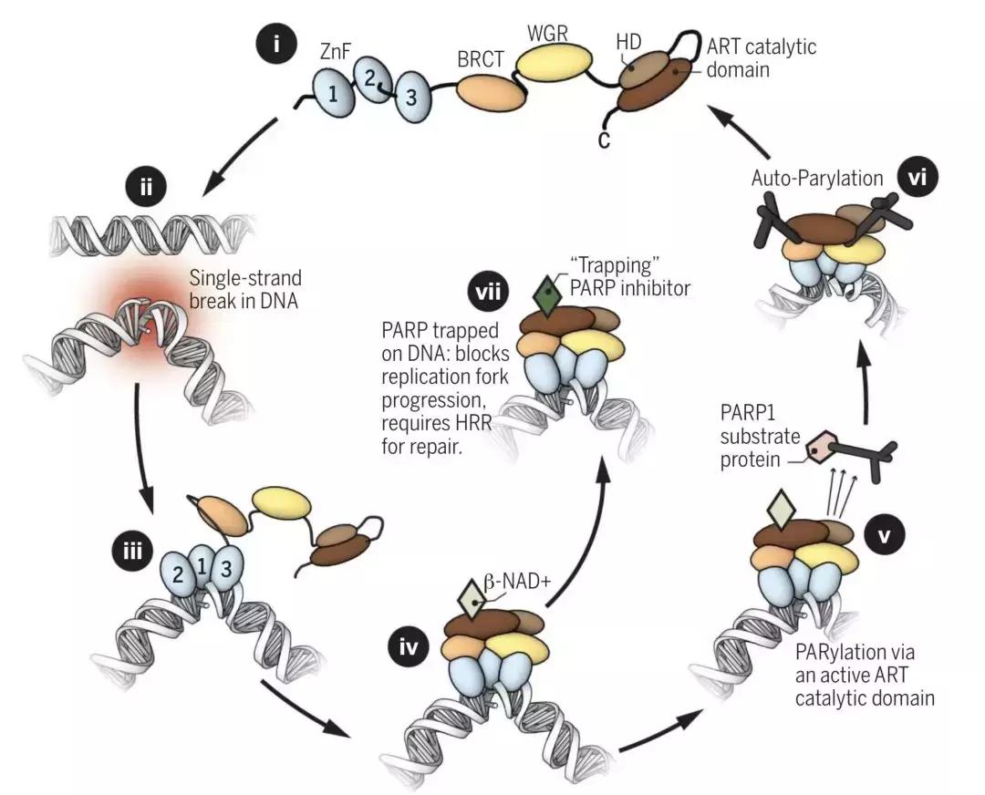 科学家找到癌细胞,科学家找到癌细胞的生死开关论文