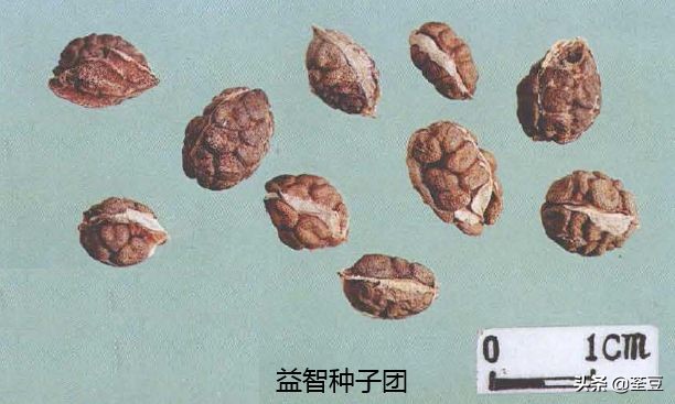 砂仁的好与坏的识别,如何辨别砂仁的真假