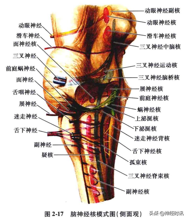 脑干解剖,脑干神经解剖