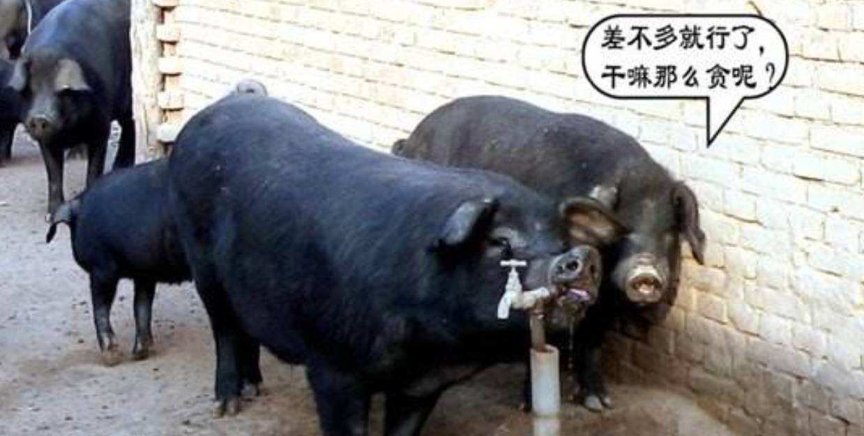 寒潮天气畜禽养殖注意哪些问题,家禽防暑降温的最好方法