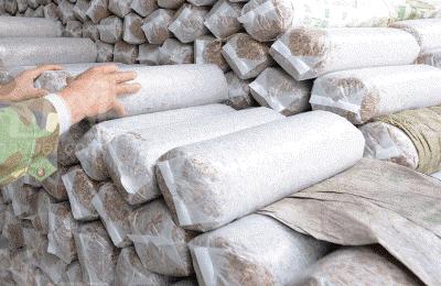 香菇养菌期间管理技术,香菇养菌室点菌接种后的管理方法