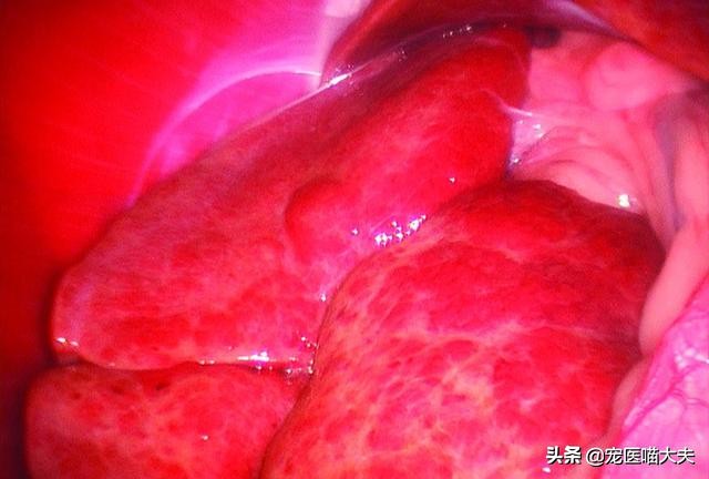 宠物健康:如何识别、治疗狗狗肝硬化!