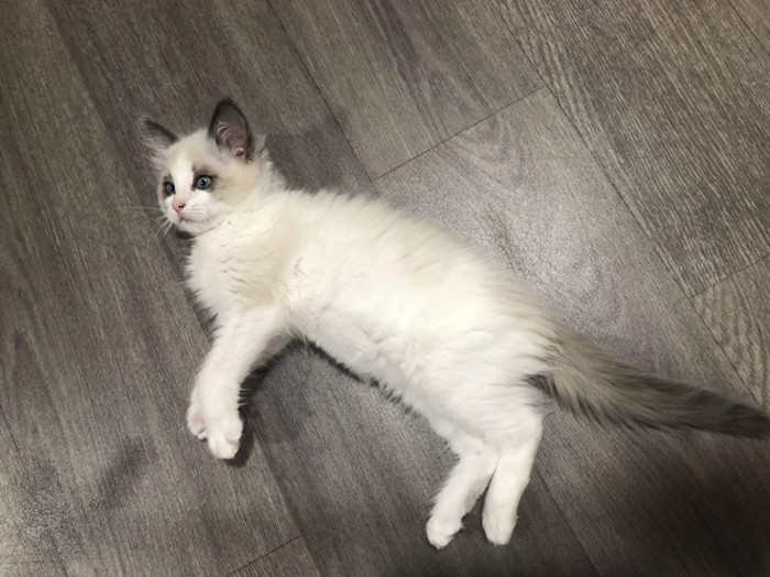 猫咪跳蚤怎么灭杀,猫咪跳蚤怎么彻底清除用什么喷雾