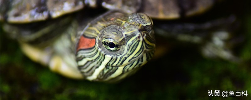 养浅水龟需要注意什么,养淡水龟的注意事项