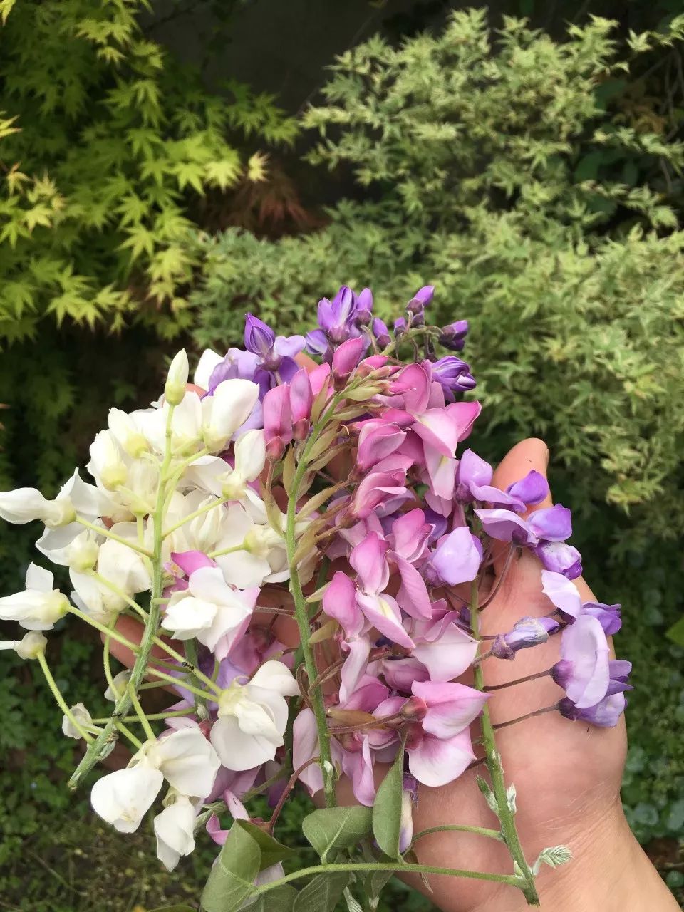 紫藤中最有名的品种叫什么名字,非常好种不需要太阳的紫藤品种