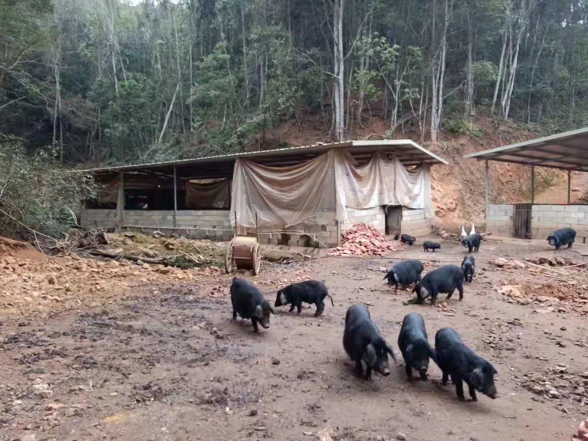 土猪养猪的市场前景,土猪养殖成本与利润