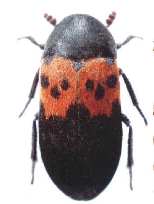 除了老鼠还有哪四害,除了老鼠还有哪些是啮齿类动物