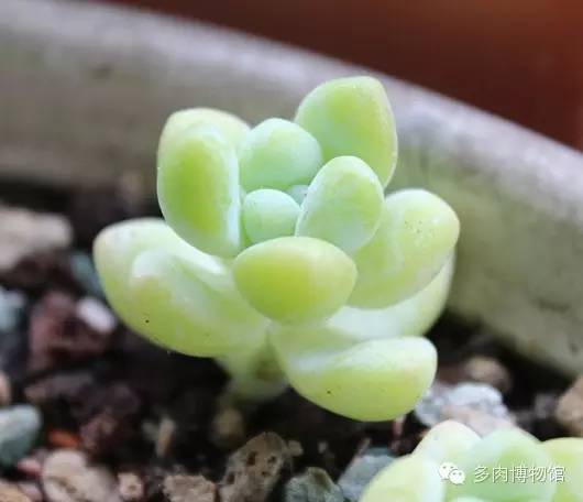 天使之泪多肉老桩,天使之泪多肉状态图