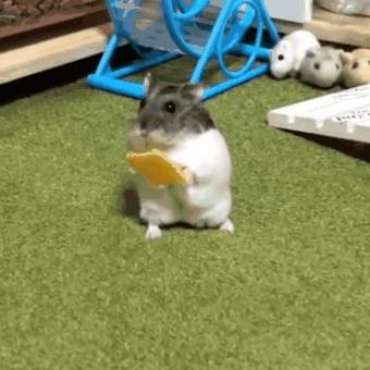 仓鼠粮食被老鼠偷吃了,仓鼠专吃鼠粮