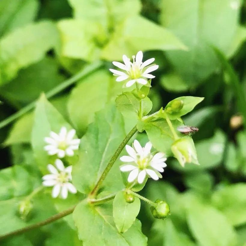 海淀区翠微小学小升初,北京翠微中学属于什么档次