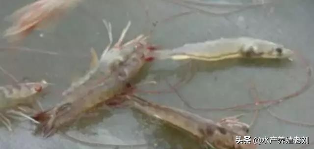 干货,还在花钱学习白对虾养殖方法么?你要的课程这里都有