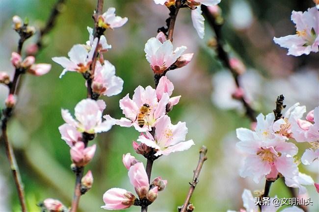 春满鮀城：“云”端繁花也醉人