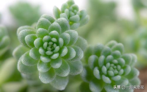 多肉长了小虫子可以用啤酒喷洒吗,多肉长黑虫能用白醋加水喷杀吗