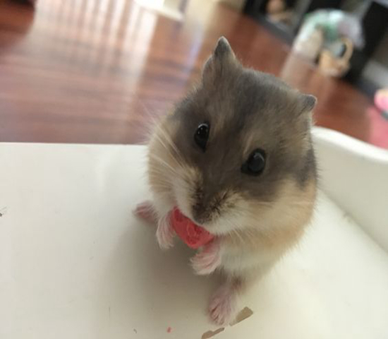 仓鼠骨折自救,仓鼠轻微骨折需要喂给他什么