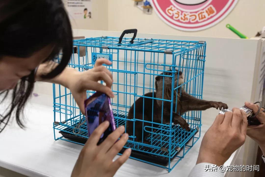 水獭宠物容易养吗视频,水獭宝宝可以当宠物吗