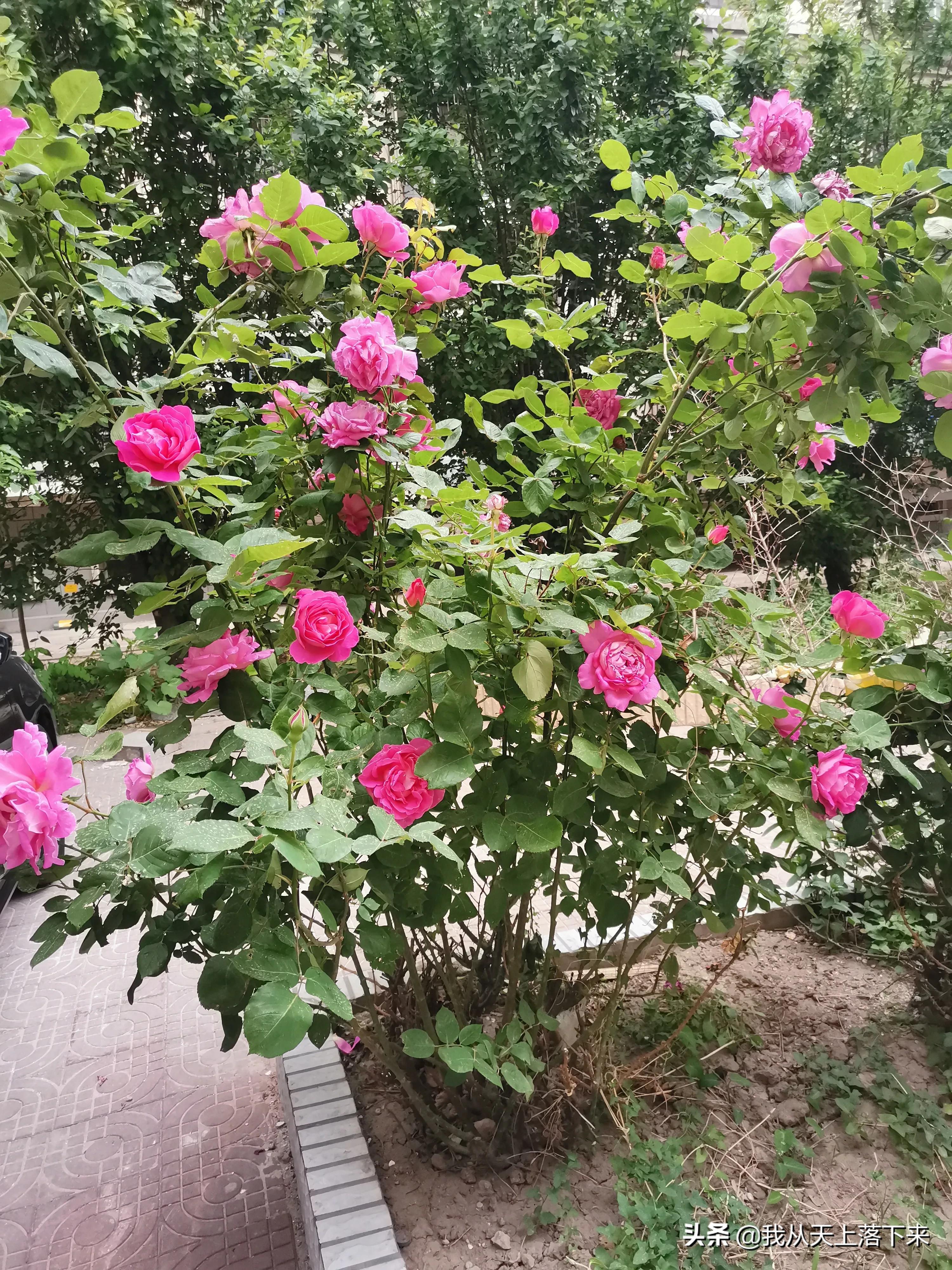 100张花朵美图,100张花图片大全