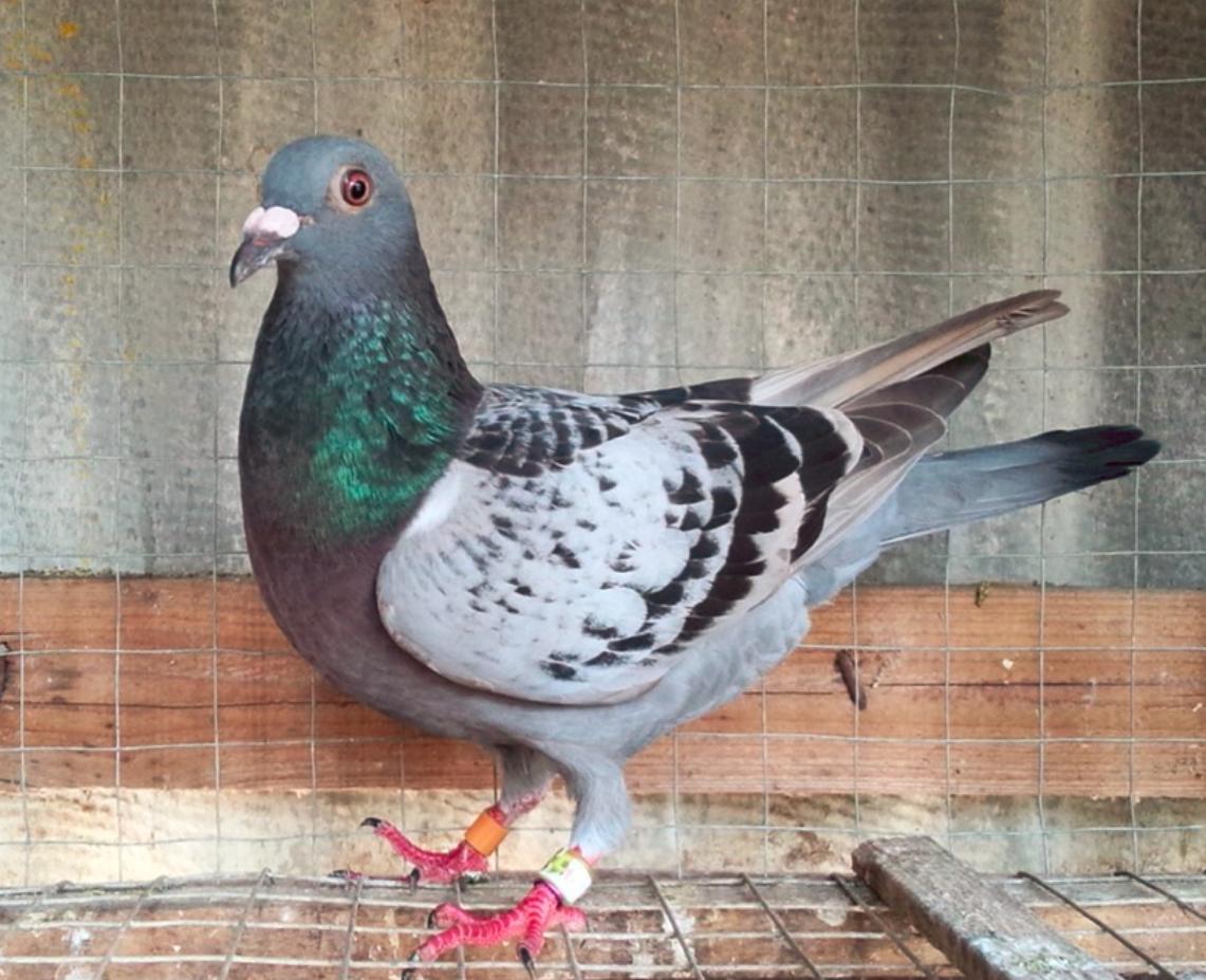 夏日炎炎防中暑正确的做法,闷热中暑怎么办