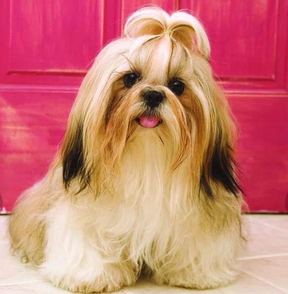 世上最罕见的狗品种图片,全世界狗品种视频