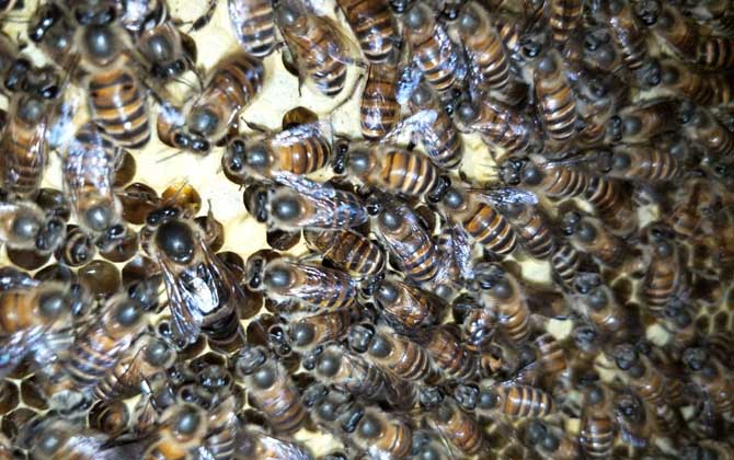 养蜜蜂需要注意哪些事项,养蜜蜂的技巧和注意事项