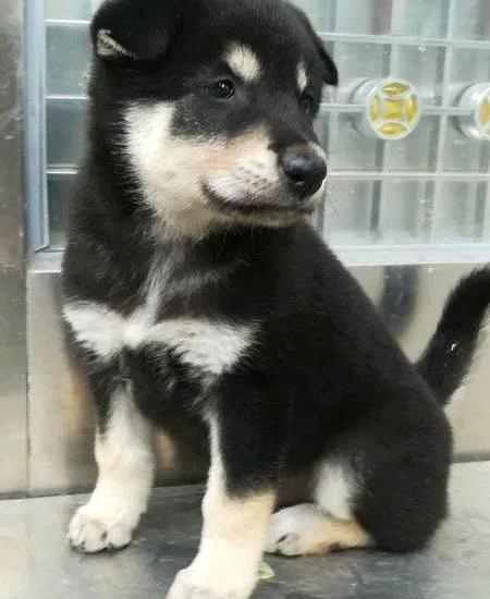 中华田园犬大黄犬生幼崽,中华田园犬五红犬是炒作吗