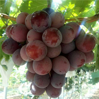 武平芙蓉李,武平芙蓉李品牌