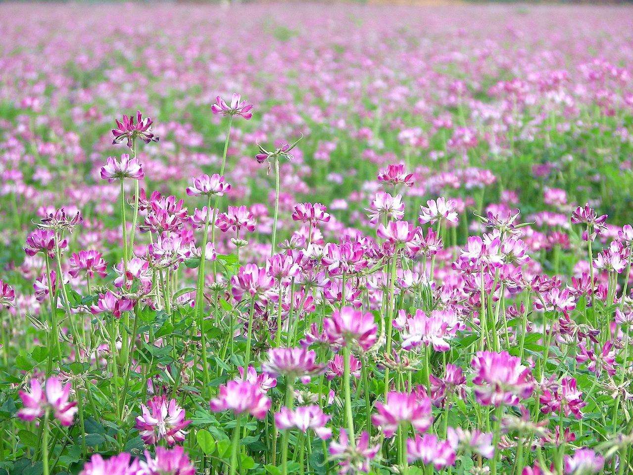 紫云英花色淡紫,看起来不仅仅是漂亮,更重要的是它有很多的作用