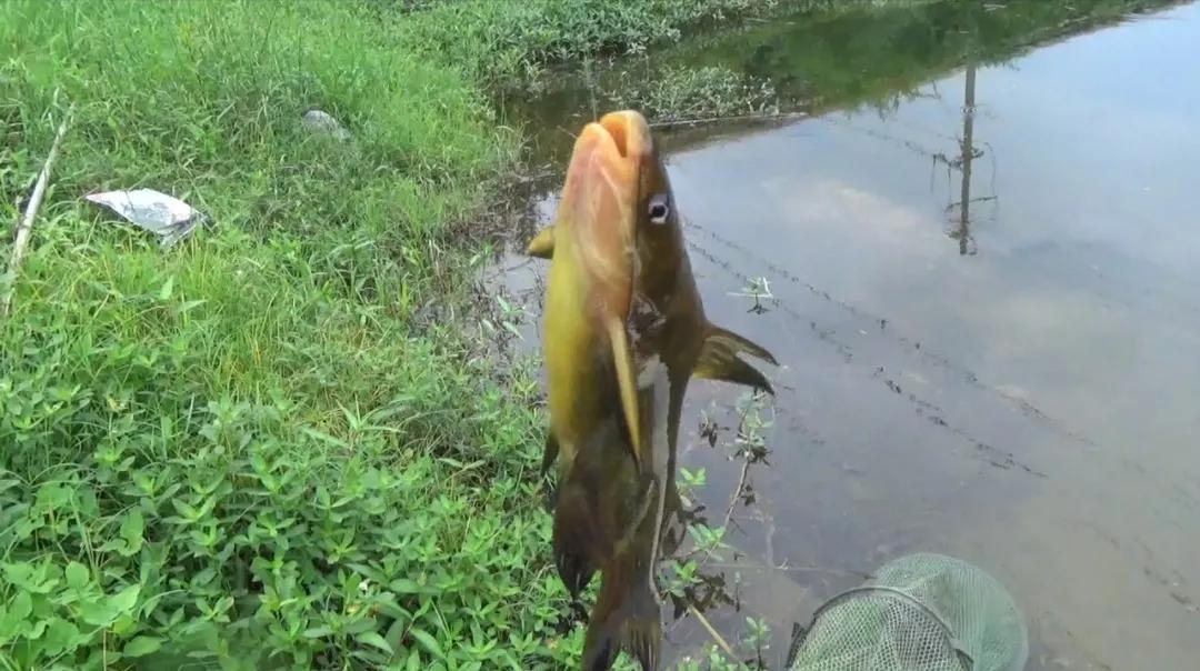 钓海鱼哪些鱼会伤人,钓鱼主动刺鱼与被动刺鱼