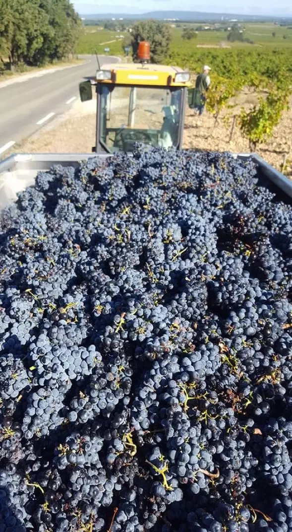 品乐Pinor：在法国葡萄园上班，就像在东北掰玉米……