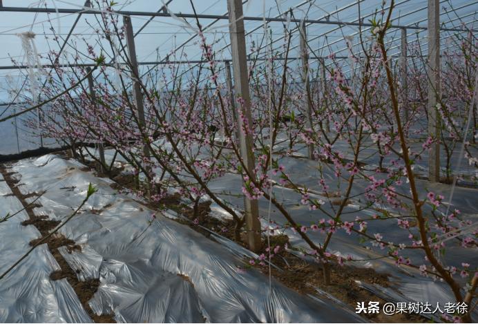 大棚桃树花期可以抹芽,大棚桃种植前景