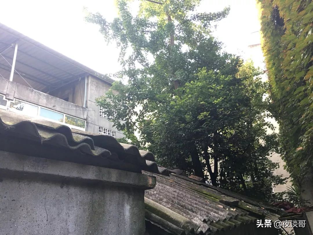 来成都感受这里的慢生活,来成都一年的感受