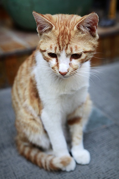 最新鼓浪屿一日游旅游攻略,旅游攻略鼓浪屿自由行攻略