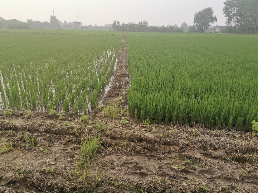 一味追求价格而不注重品质,不能盲目扩大种植面积