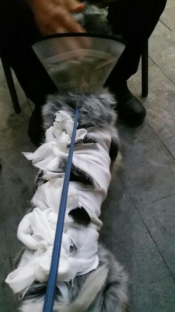 狗狗上腹部里有个肉球,狗狗背上摸到鸽子蛋大小的包块