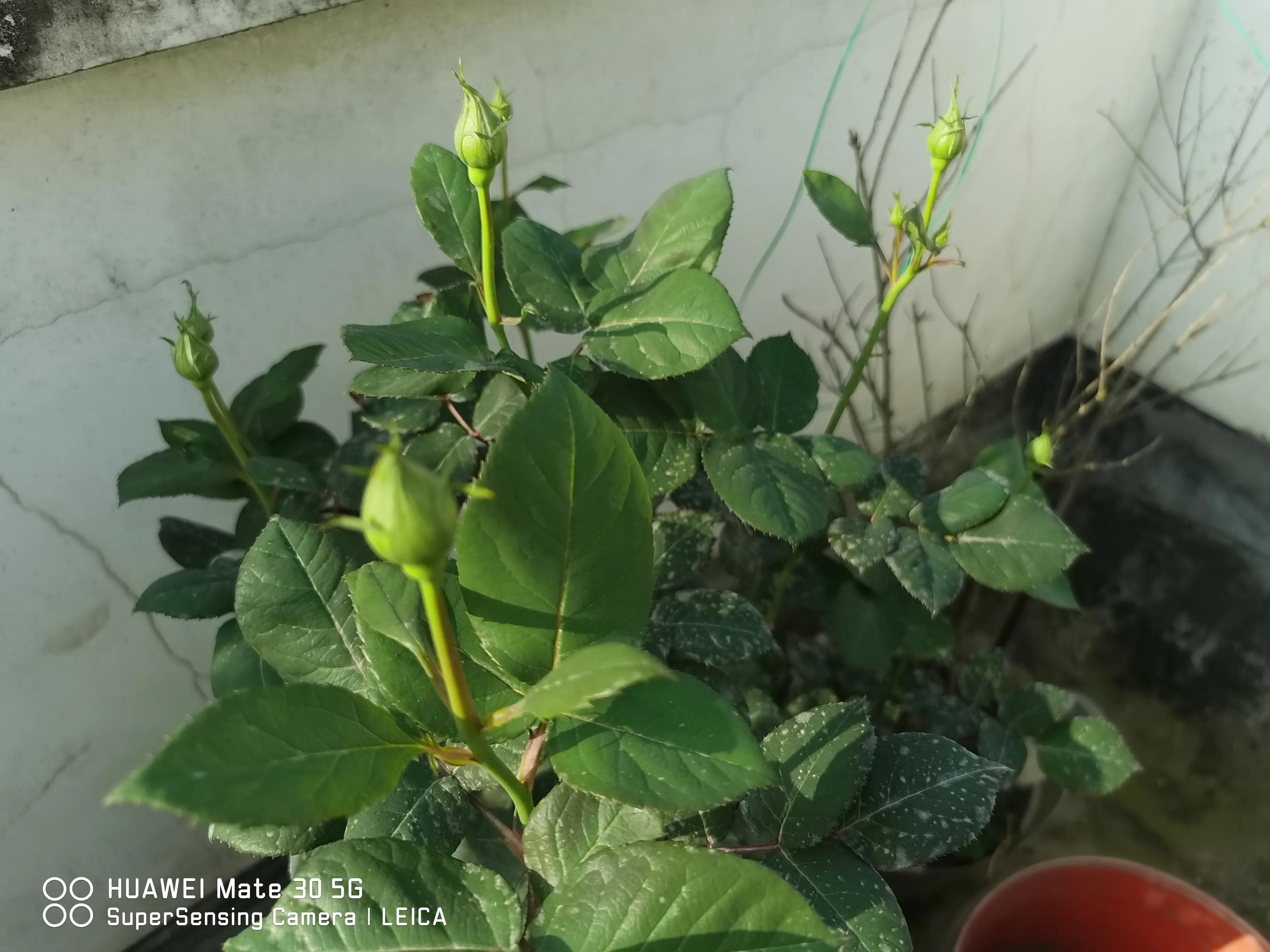 在闲鱼上买花草靠谱吗,闲鱼上买花靠谱