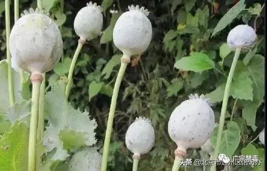 公安局禁种铲毒责任书,公安局禁种铲毒推进会