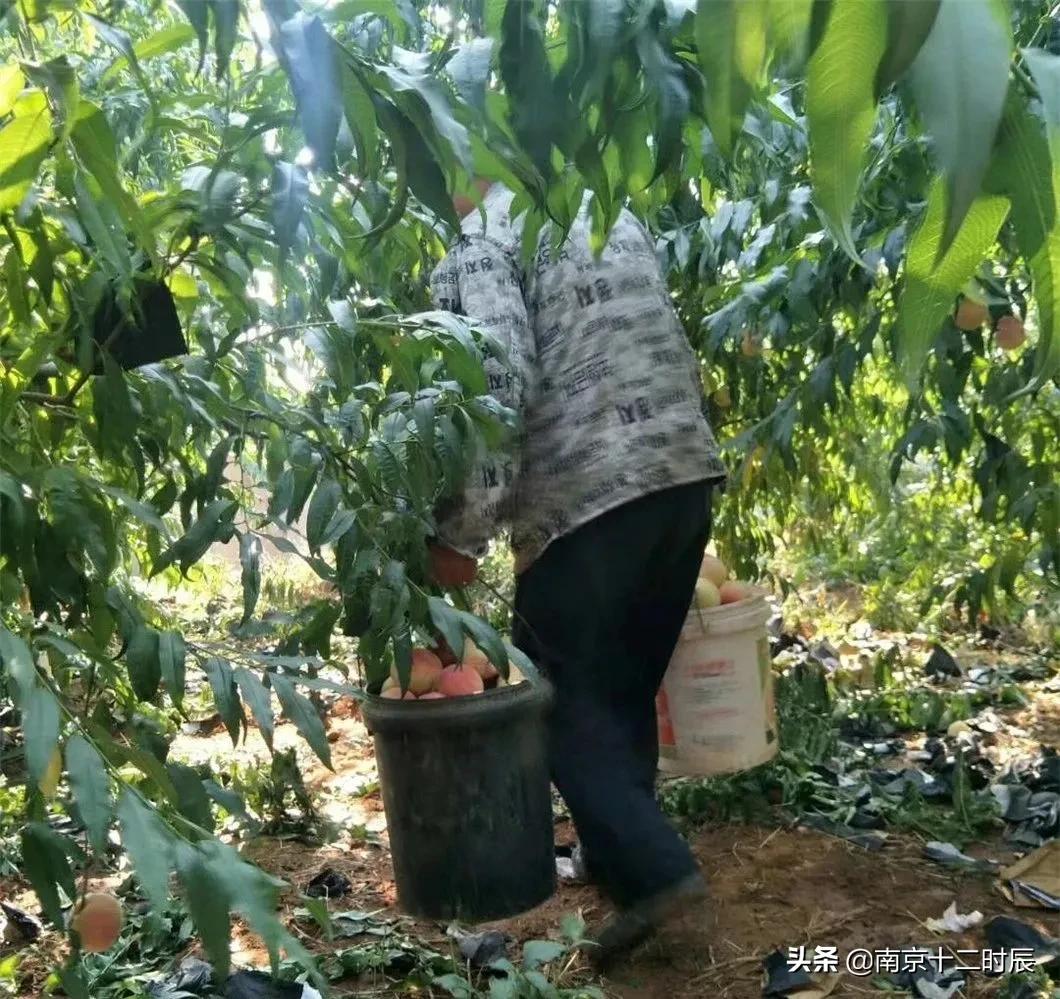 沂蒙山黄金水蜜桃,山东蒙阴金秋红蜜桃