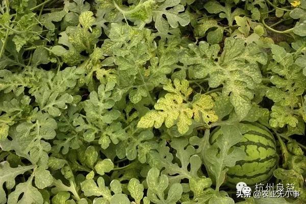 新版西瓜病虫害解决方案,2020西瓜病害视频